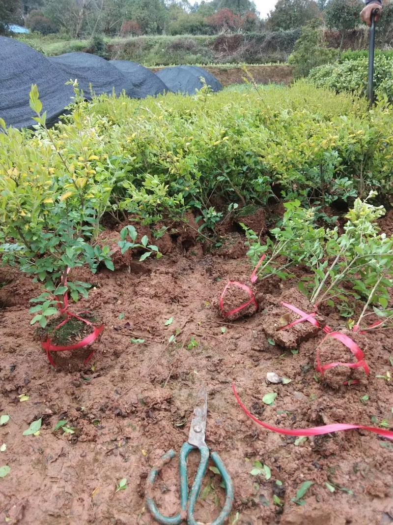 一站式園林綠化服務(wù) 挖機(jī)出租與苗木出售，打造綠色城市新名片