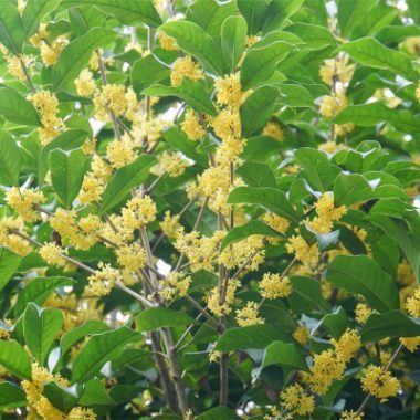 武漢公司園藝園林養(yǎng)護(hù)與花卉租售服務(wù) 打造綠色辦公空間的最佳選擇