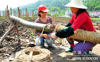 苗木經(jīng)濟(jì)激活鄉(xiāng)村 企業(yè)租地種苗木，村民家門(mén)口掙收入