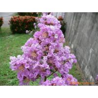 【供應園林小品花卉景觀苗木工程鮮花盆景租賃花卉護養圖片】供應園林小品花卉景觀苗木工程鮮花盆景租賃花卉護養